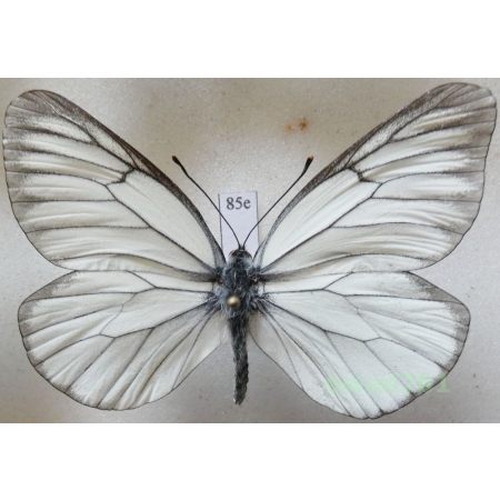Aporia crataegi (Linnaeus, 1758) male Poland85e